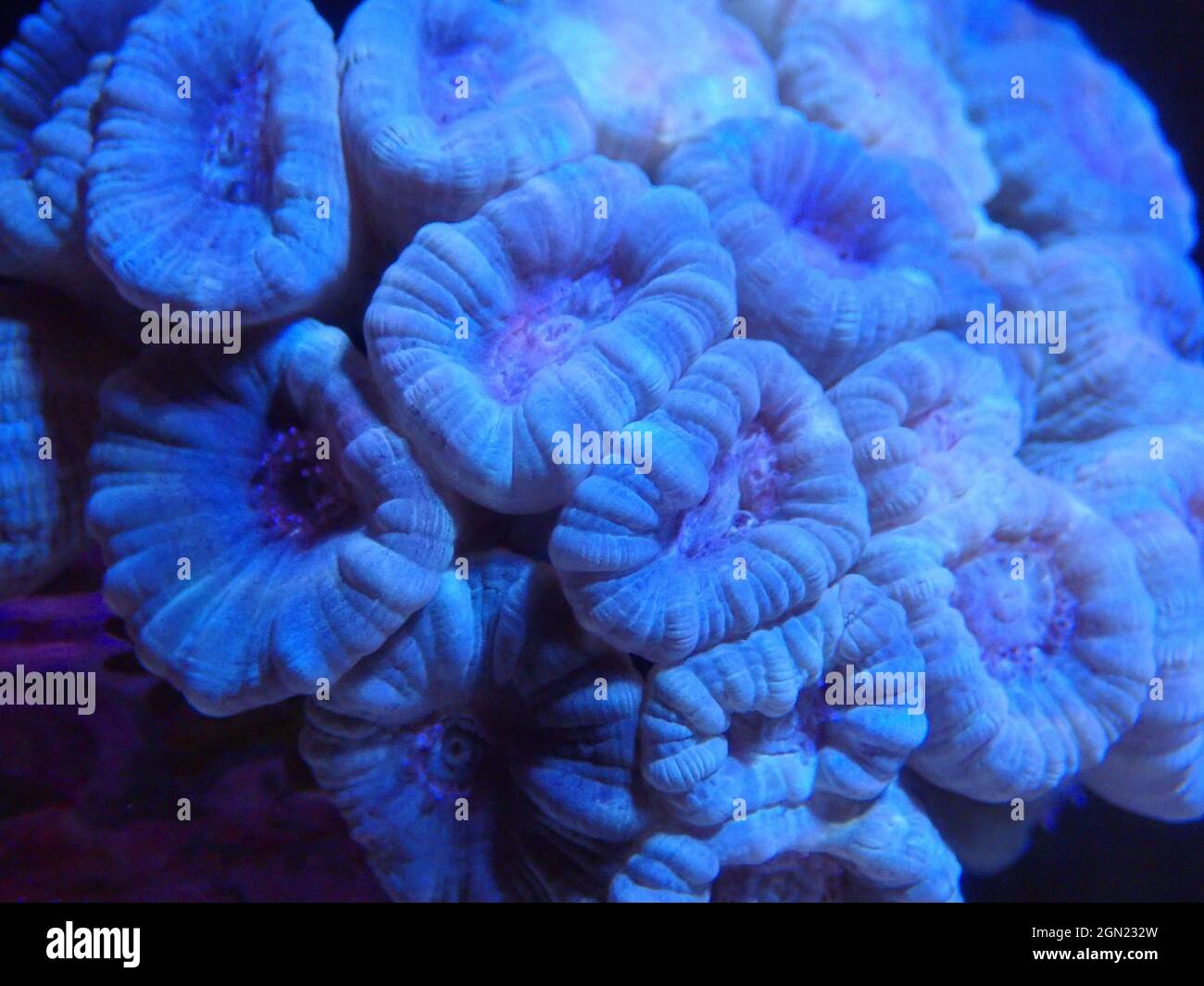 Blue Candy cane LPS coral - Caulastrea curvata Stock Photo