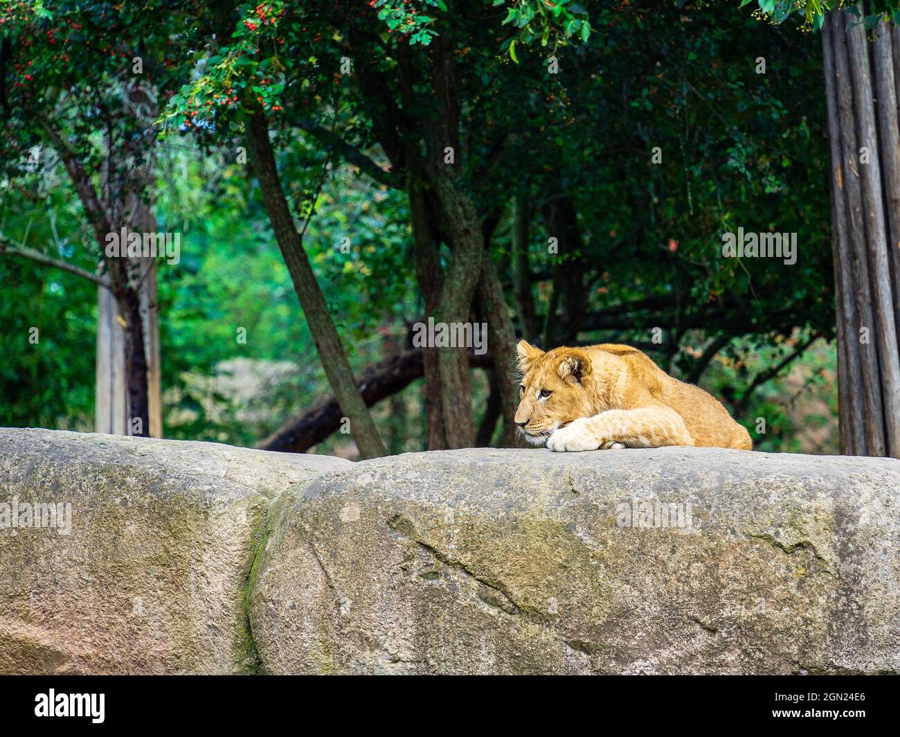 Vicious brown lioness laying on the rockes in the zoo Stock Photo