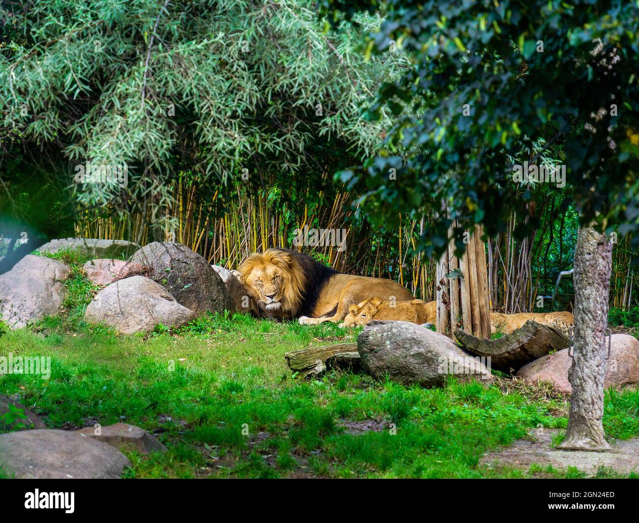 Vicious lion sleeping on the grassy ground in the zoo Stock Photo