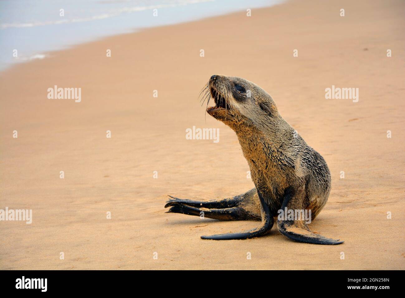 Angola; in the southern part of Namibe Province; northern part of the Namib Desert; Baia dos Tigres; Atlantic coast; Seal on the beach Stock Photo