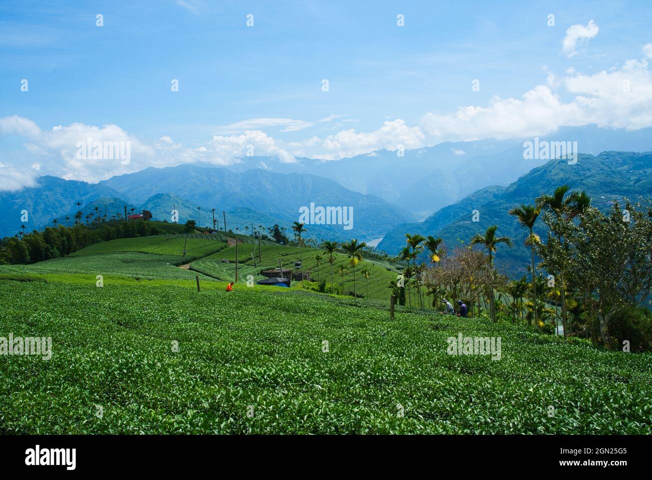 The tea plantations on the hilltop are often shrouded in clouds and fog. Bihushan Tea Garden, Meishan Township. Chiayi County, Taiwan. Sep. 2021 Stock Photo