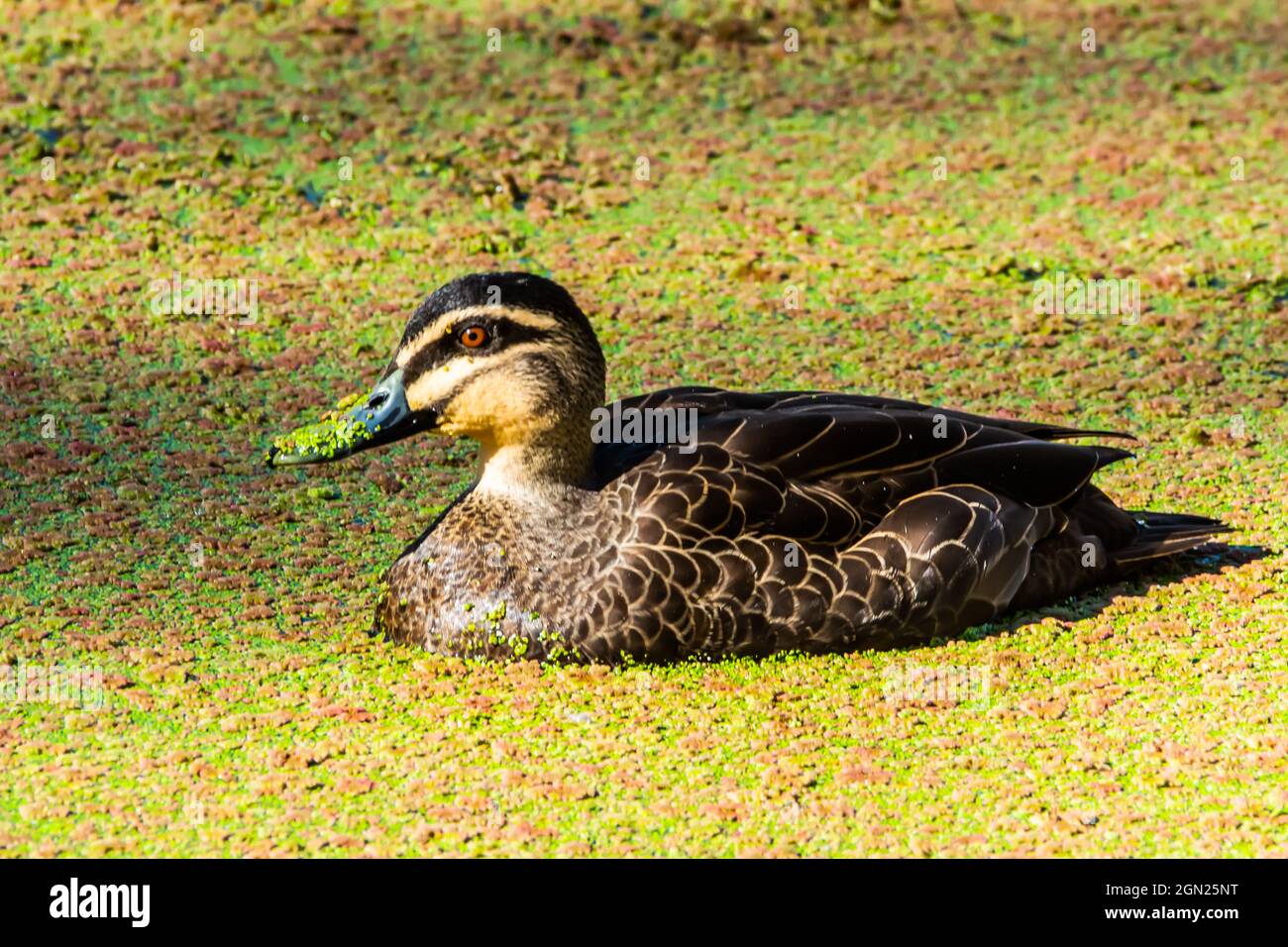Pacific Black Duck Anas superciliosa Stock Photo Alamy