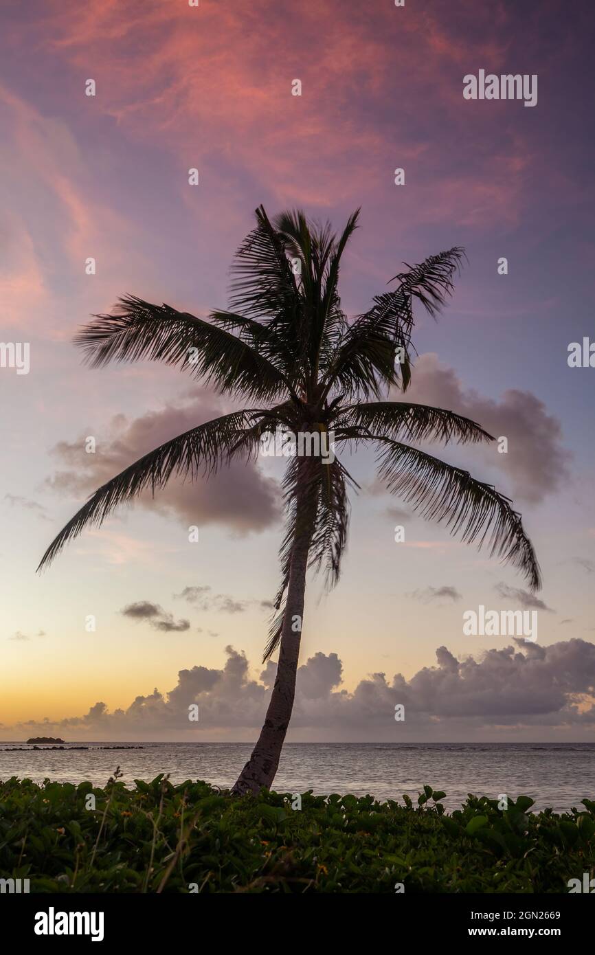 Palm tree at sunset, Asan Bay, Guam Stock Photo