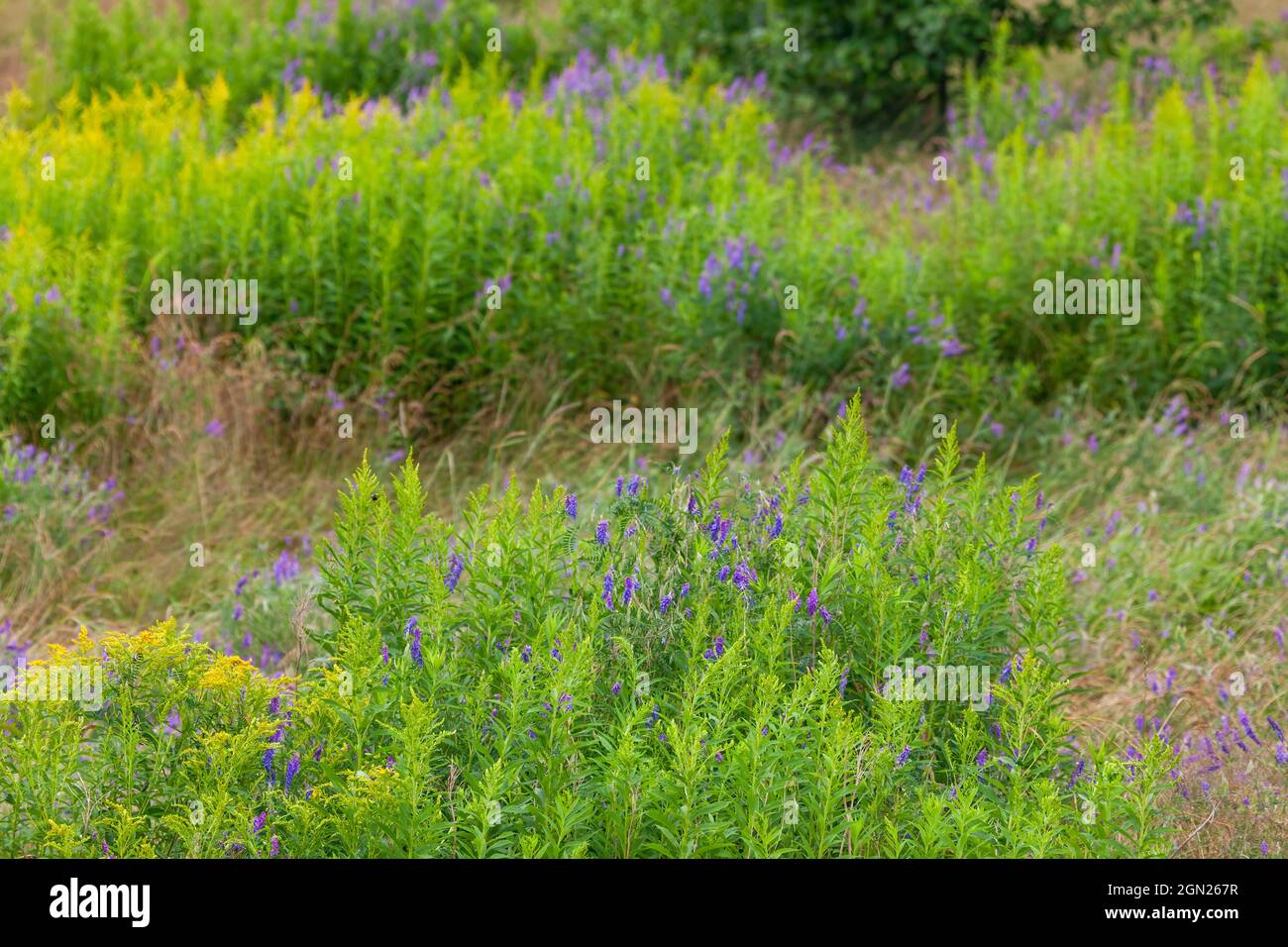 Field of wildflowers, Margaree, Nova Scotia, Canada Stock Photo