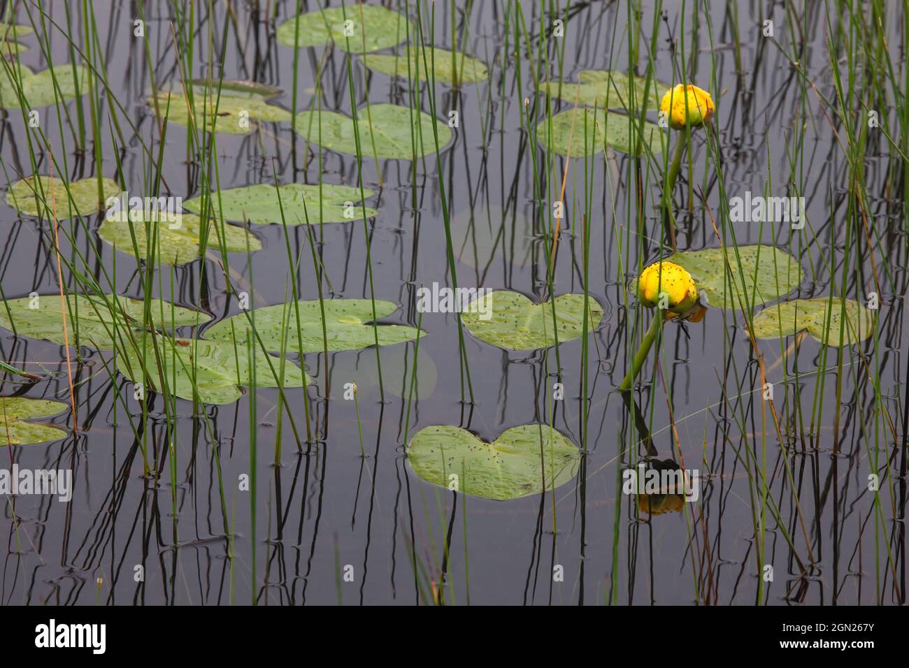 Yellow water lilies and reeds along the Bog Trail, Cape Breton Highlands National Park, Nova Scotia, Canada Stock Photo