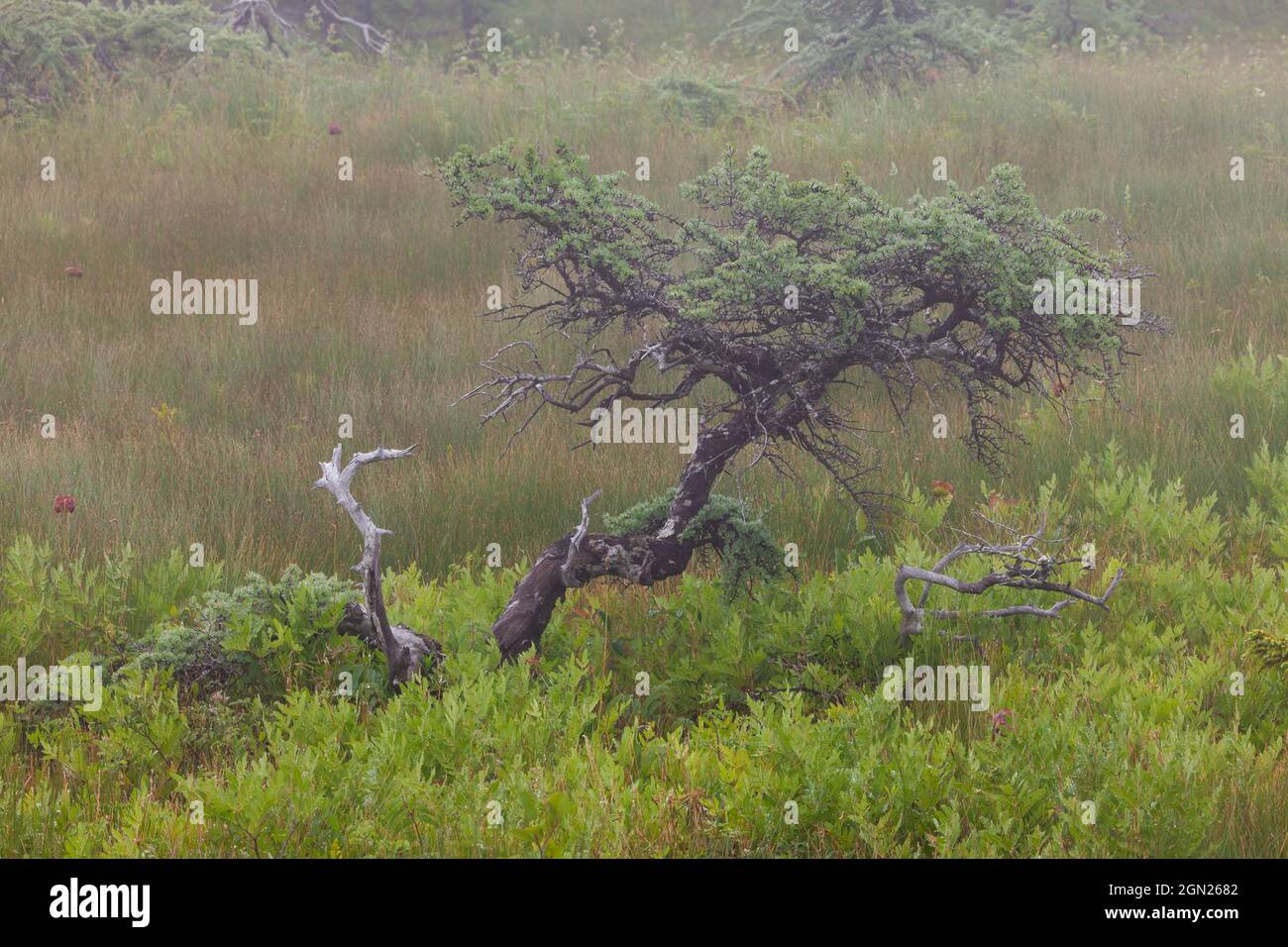 Small tree and grasses in the fog along the Bog Trail, Cape Breton Highlands National Park, Nova Scotia, Canada Stock Photo