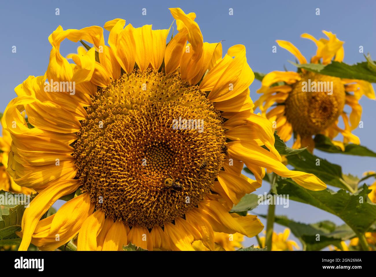 Bee on sunflower Stock Photo