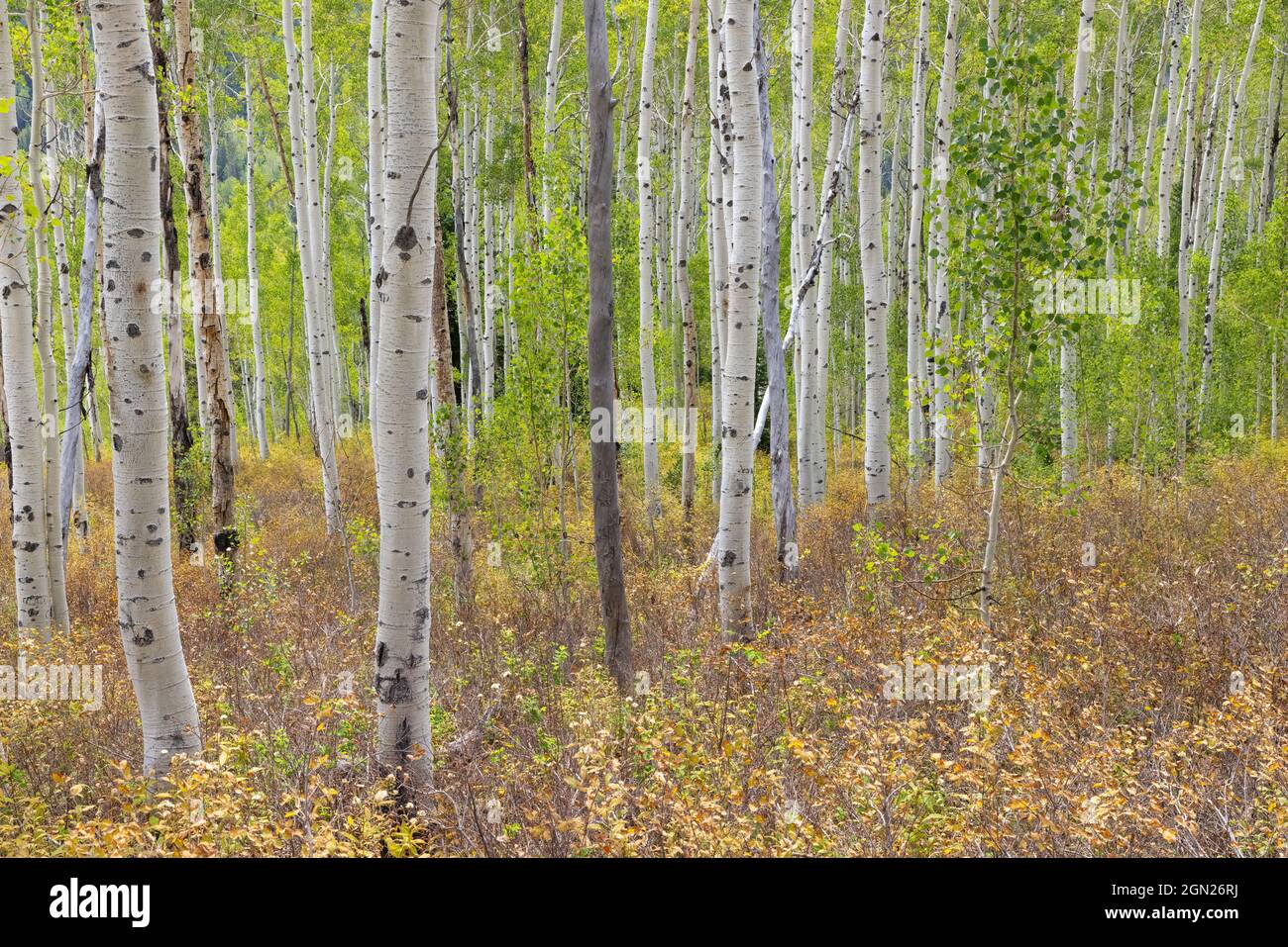 Aspen trees in early fall, Big Cottonwood Canyon, Wasatch Mountains, Utah Stock Photo