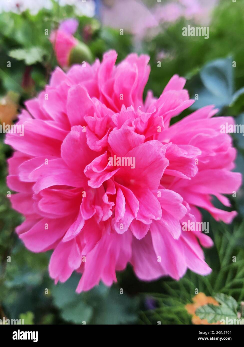 Closeup of the blossomed pink peony flower in the garden Stock Photo ...