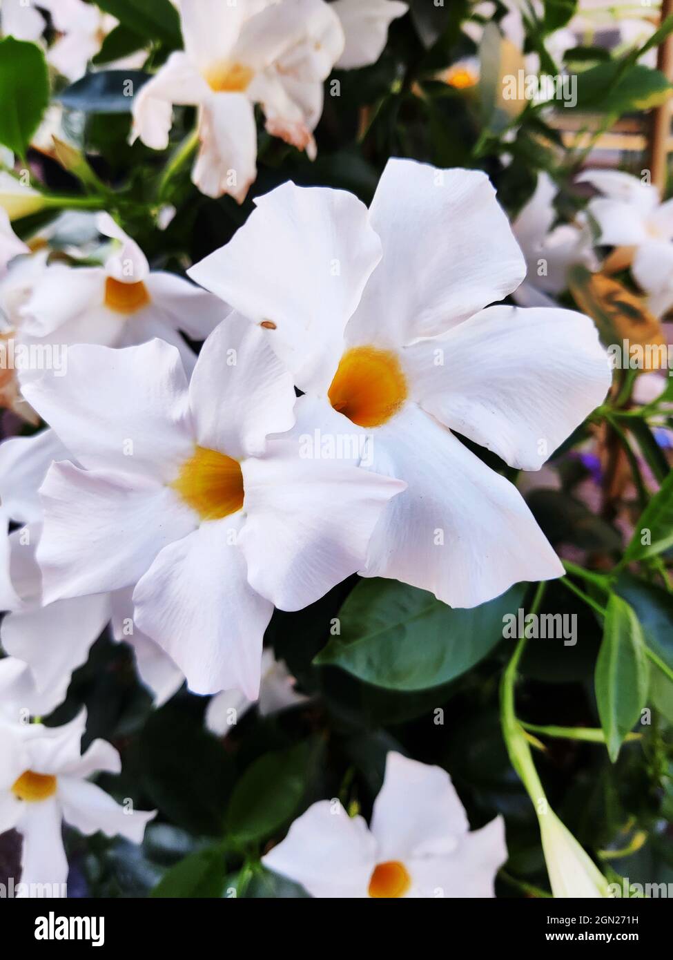 Closeup of the blossomed white Rocktrumpet flowers in the garden Stock Photo