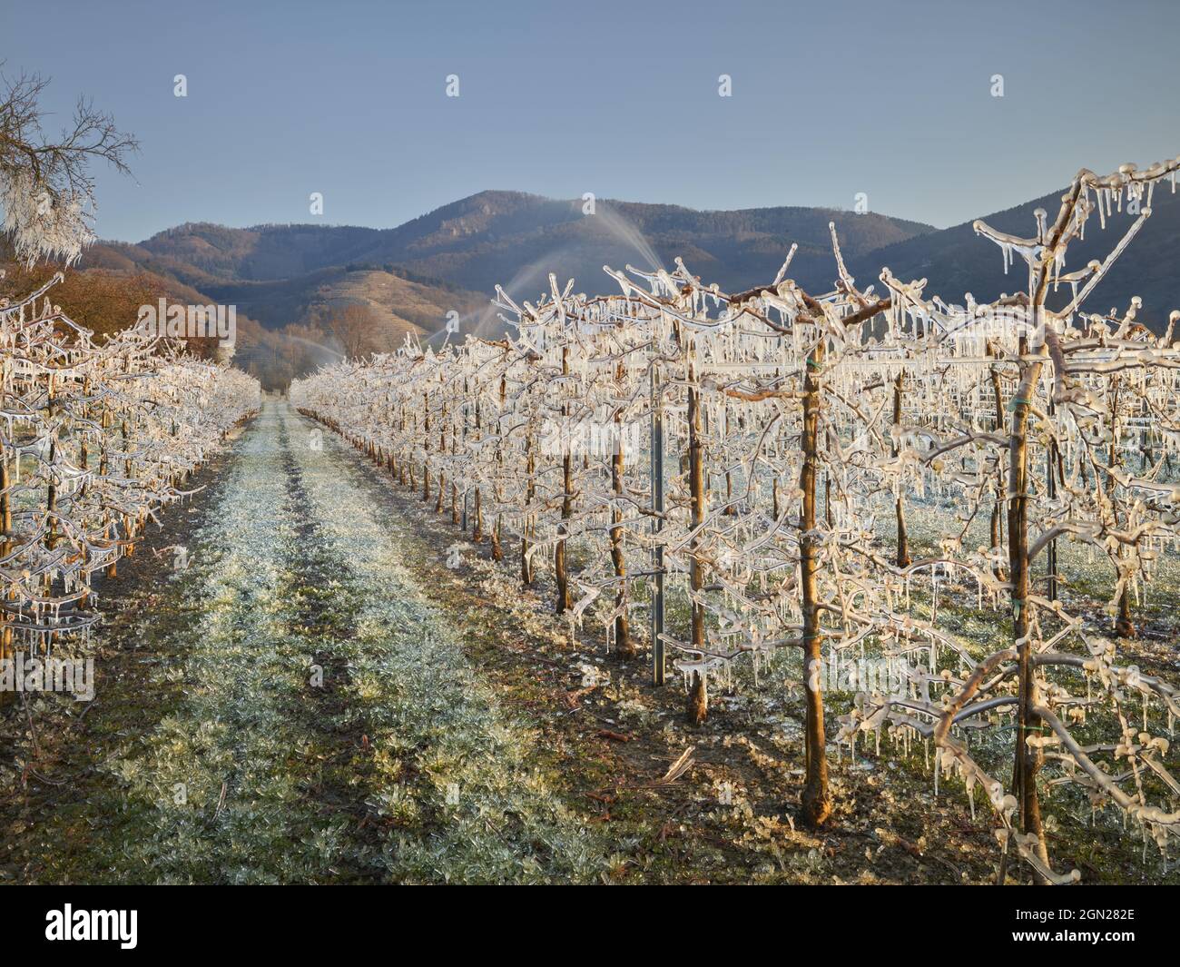 Apricot tree protection hi-res stock photography and images - Alamy