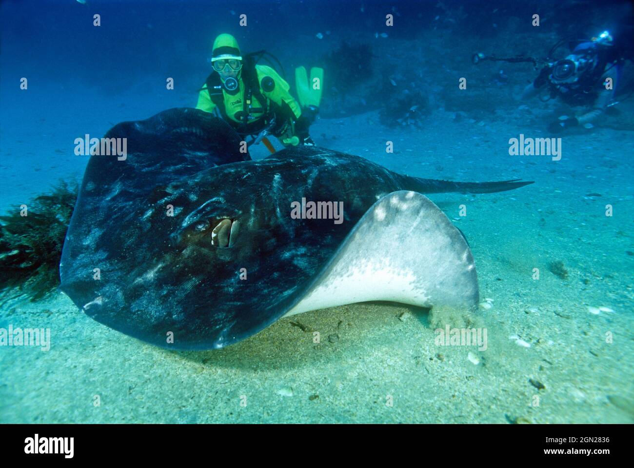 Short-tail stingray (Dasyatis brevicaudata), and diver. The largest of all stingrays; may weigh more than 350 kgs. Not an aggressive animal, but will Stock Photo