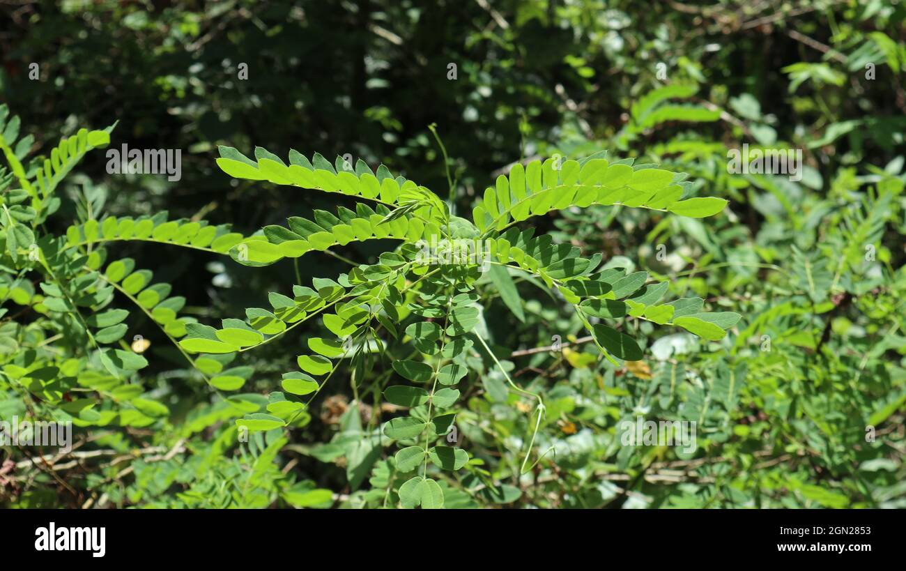 A branch full of leaflets of Tanner & acutes cassia plant(Cassia ...