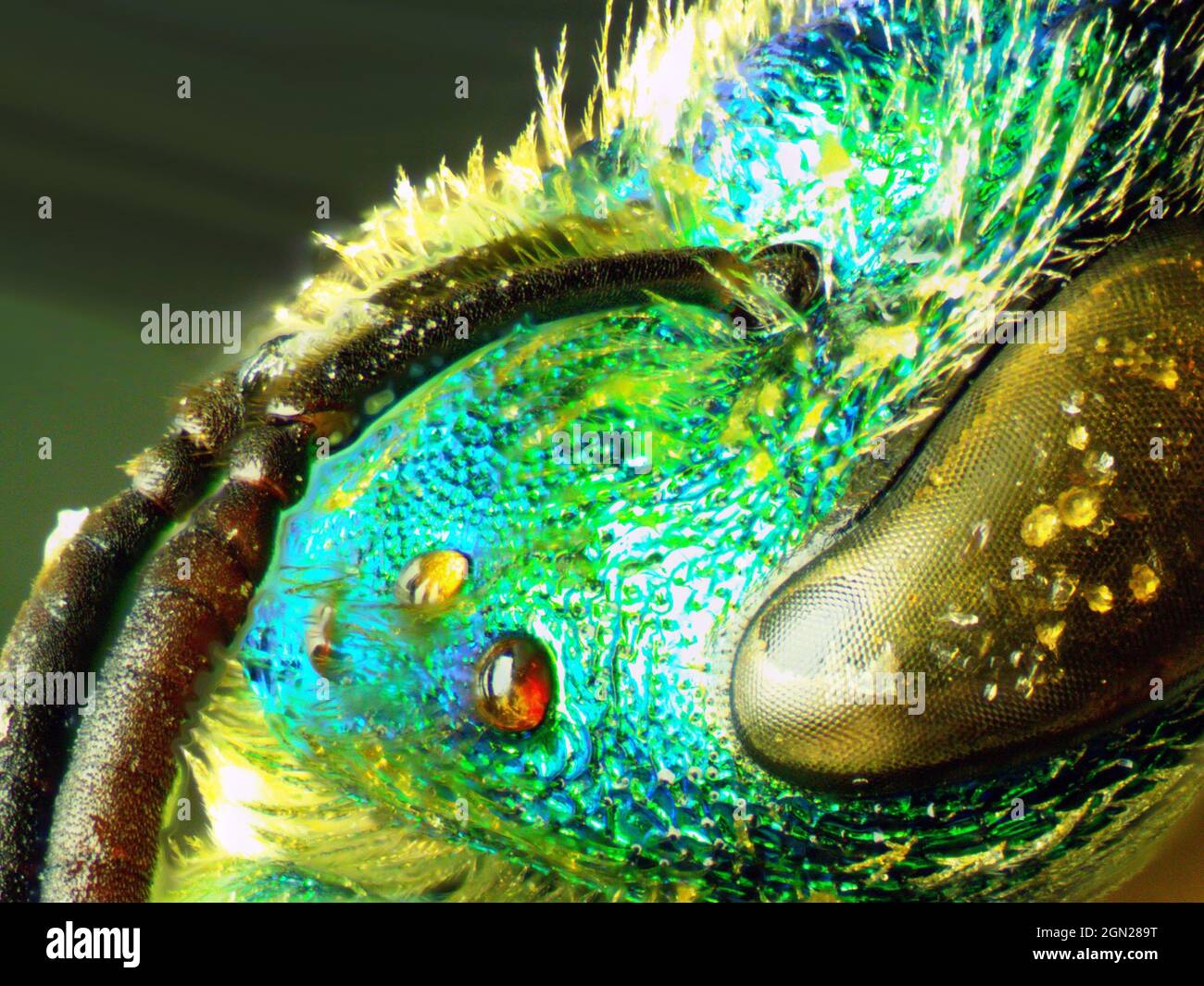 Macro Augochlora pura sweat bee compound and simple eye with antenna Stock Photo