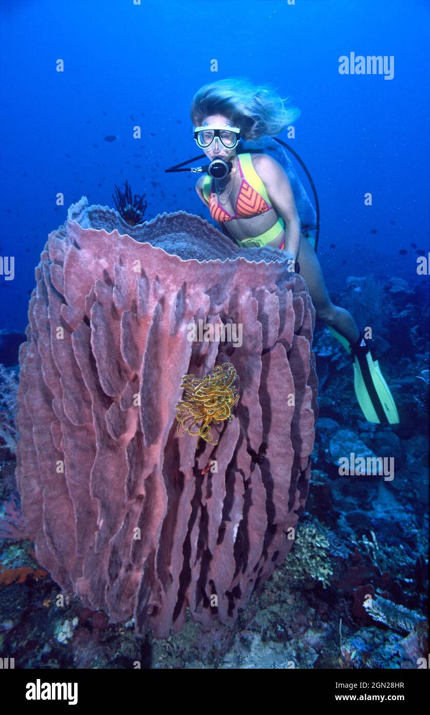 Barrel sponge (Xestospongia testudinaria), one of the largest sponges on coral reefs, and diver. Cannot be differentiated on any morphological basis, Stock Photo
