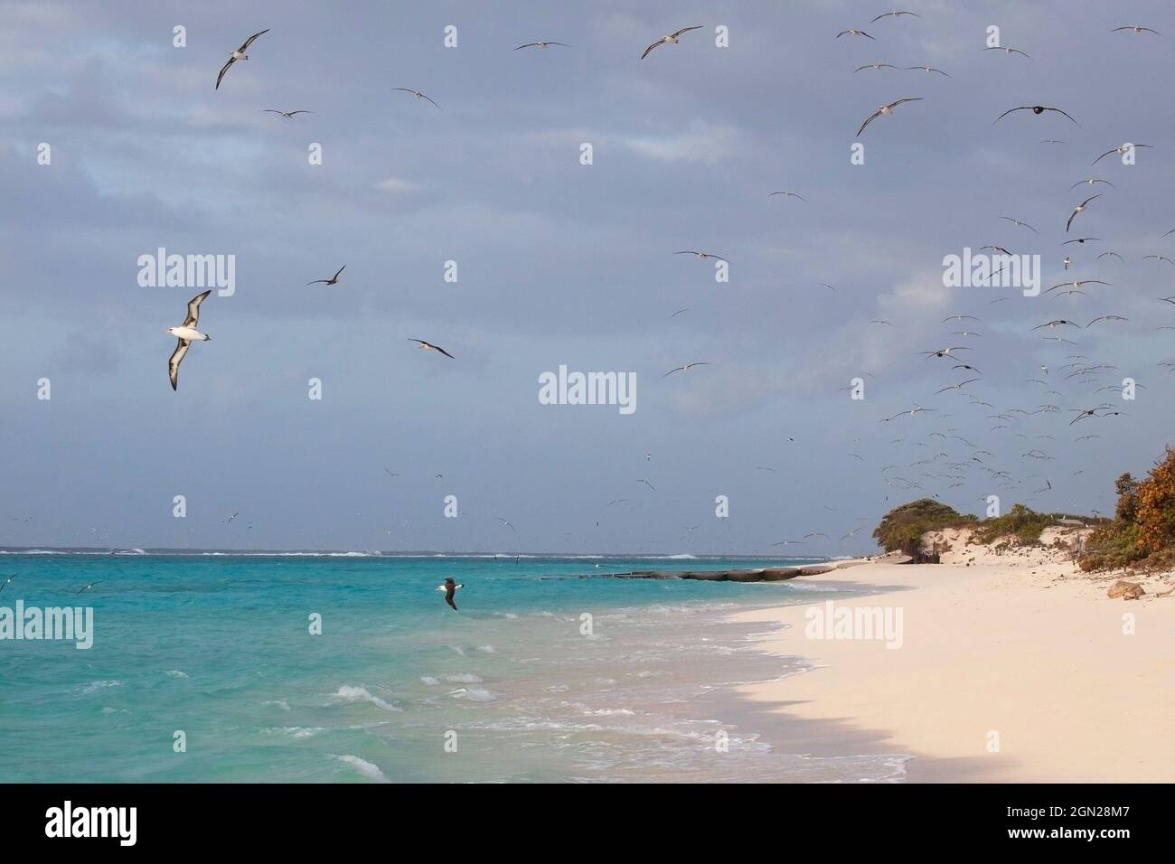 Albatrosses flying over the beach on Midway Atoll on their way out to the Pacific Ocean in the early morning Stock Photo