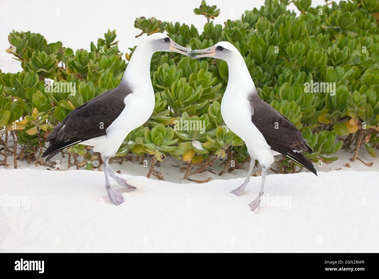 Laysan Albatross pair courtship display. Birds dancing on tiptoes on an island in Midway Atoll, Papahanaumokuakea Marine National Monument. Stock Photo