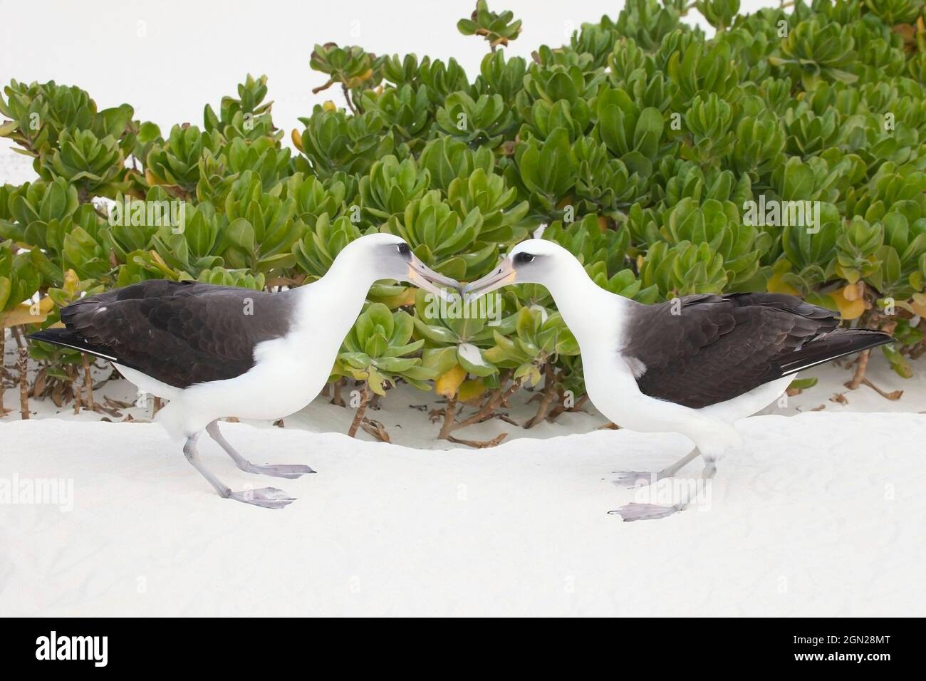 Laysan Albatross birds courting. Pair doing courtship dance among Naupaka shrubs on the beach in Northwest Hawaiian Islands. Phoebastria immutabilis Stock Photo