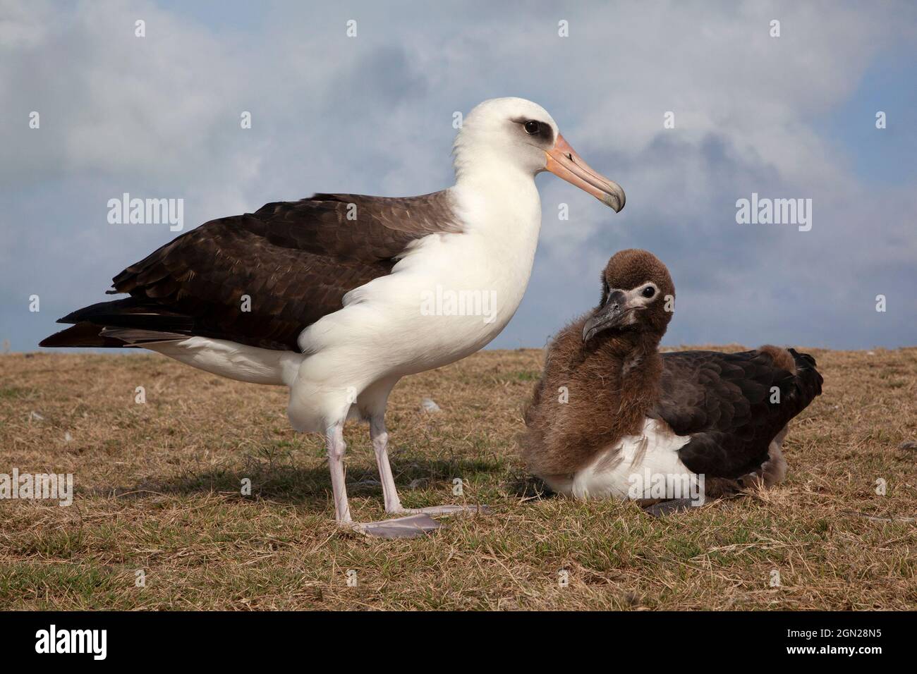 Laysan Albatross adult and immature bird on a Hawaiian island. The
