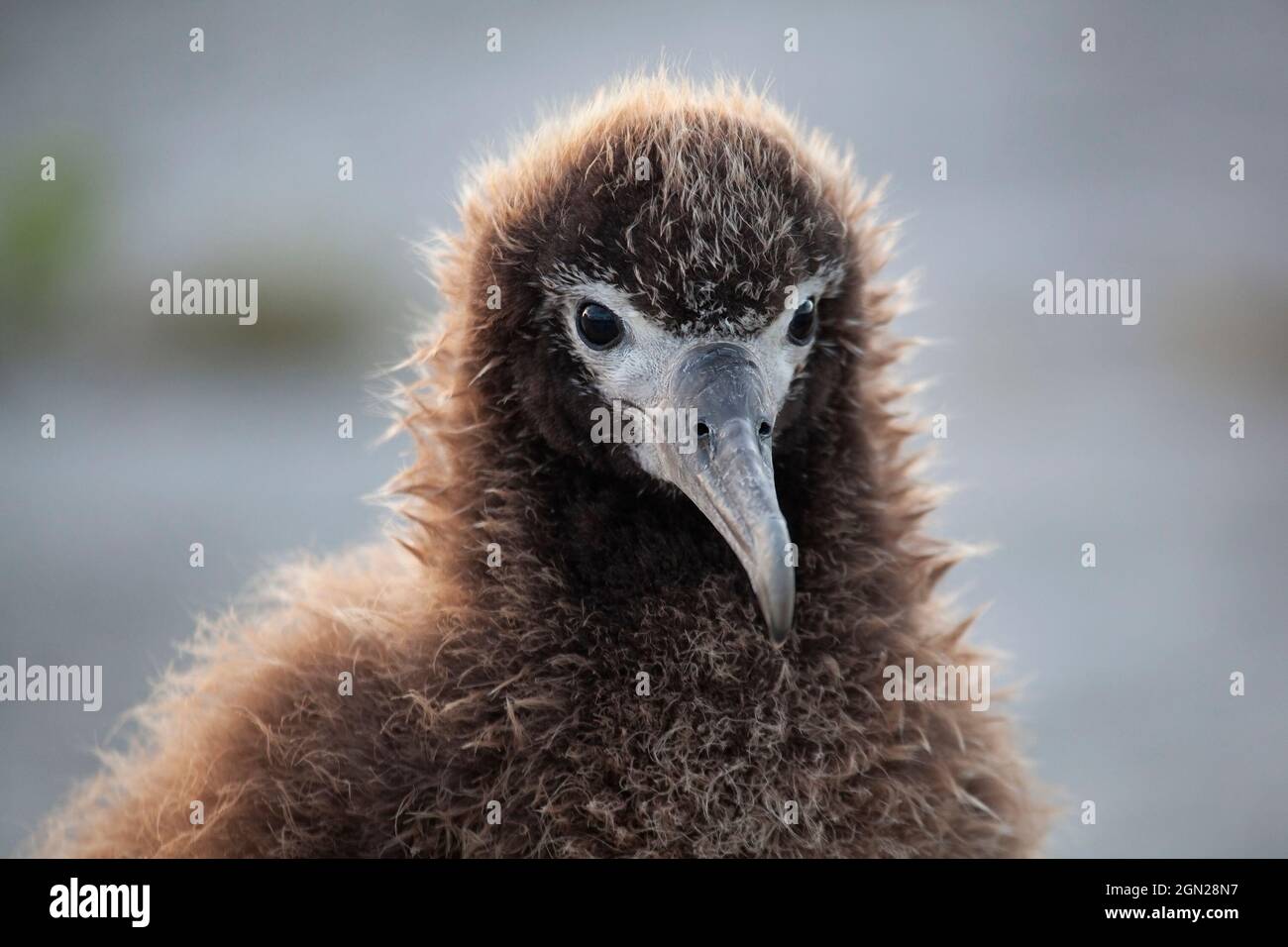 Laysan Albatross chick,head close up, backlit, in Papahanaumokuakea Marine National Monument Stock Photo