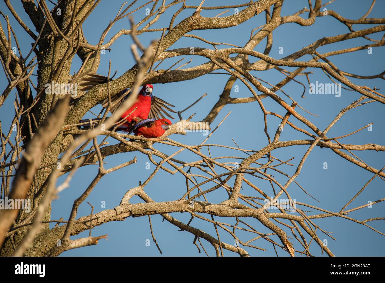 Crimson Rosella bird mating in a tree. Stock Photo