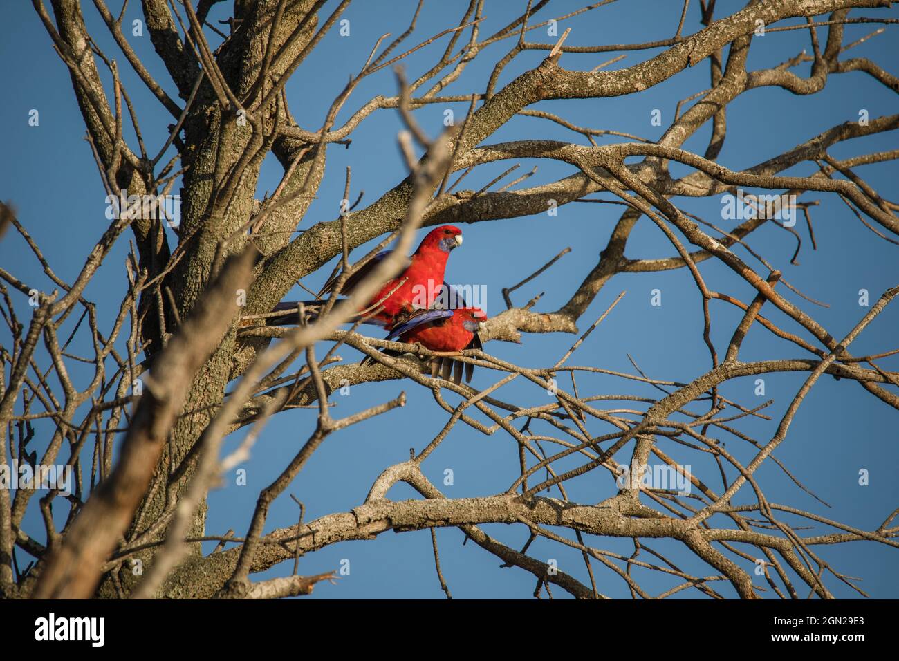 Crimson Rosella bird mating in a tree. Stock Photo