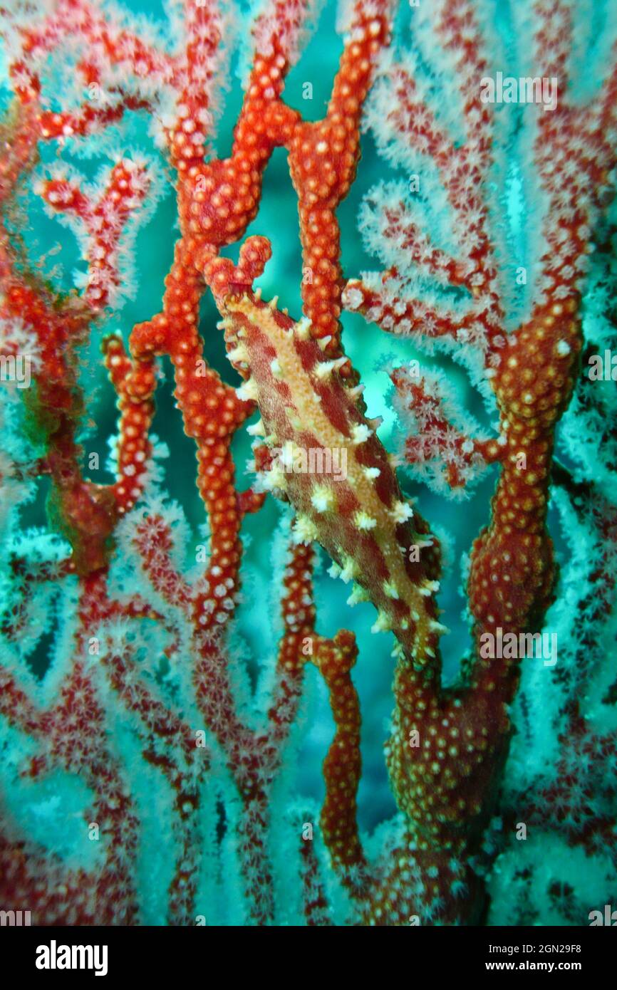 Spindle cowrie (Phenacovolva maccoyi), well-camouflaged gastropod that lives and feeds on gorgonians and other soft corals. Related to true cowries bu Stock Photo
