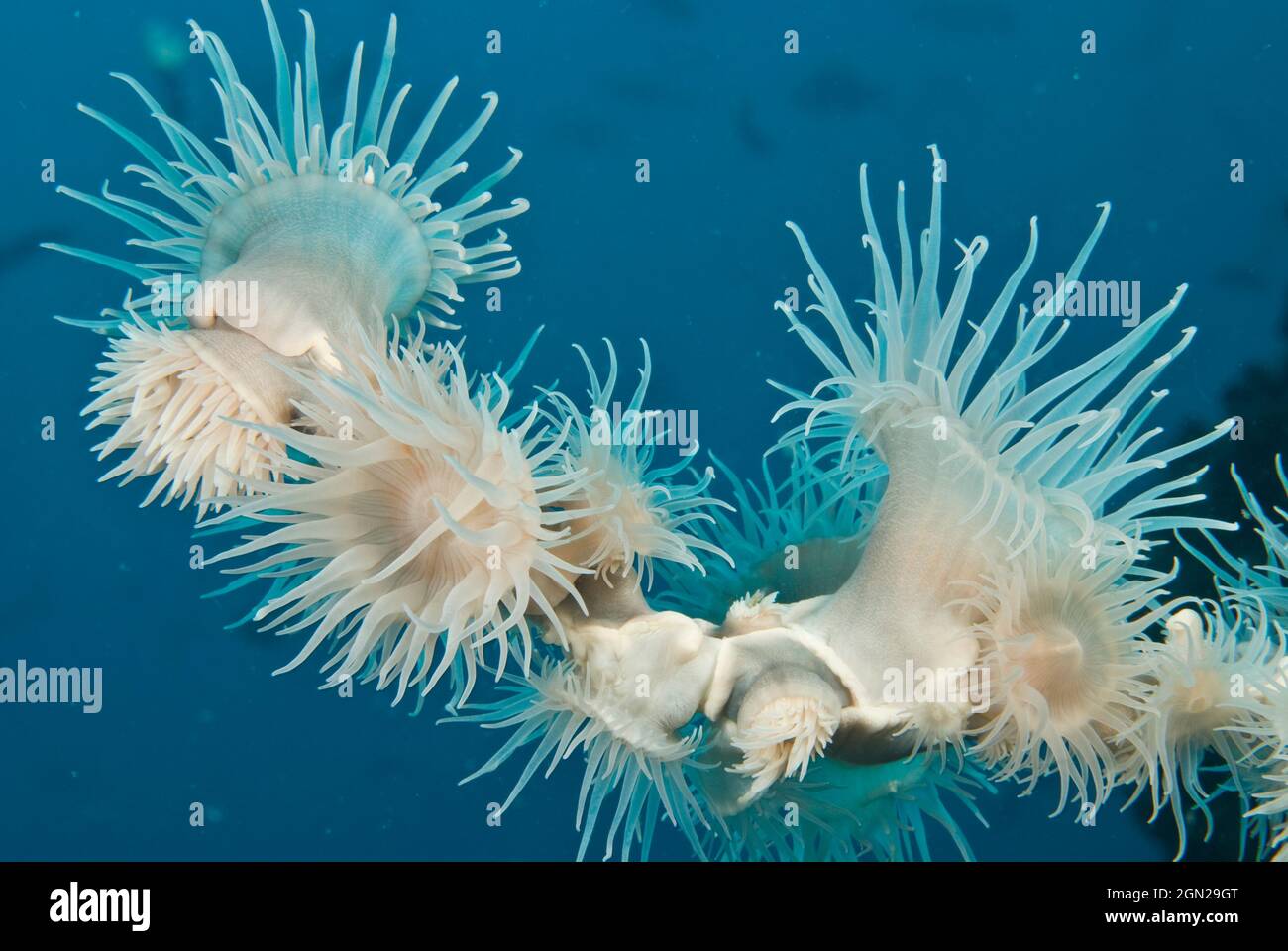 Gorgonian whips hi-res stock photography and images - Alamy