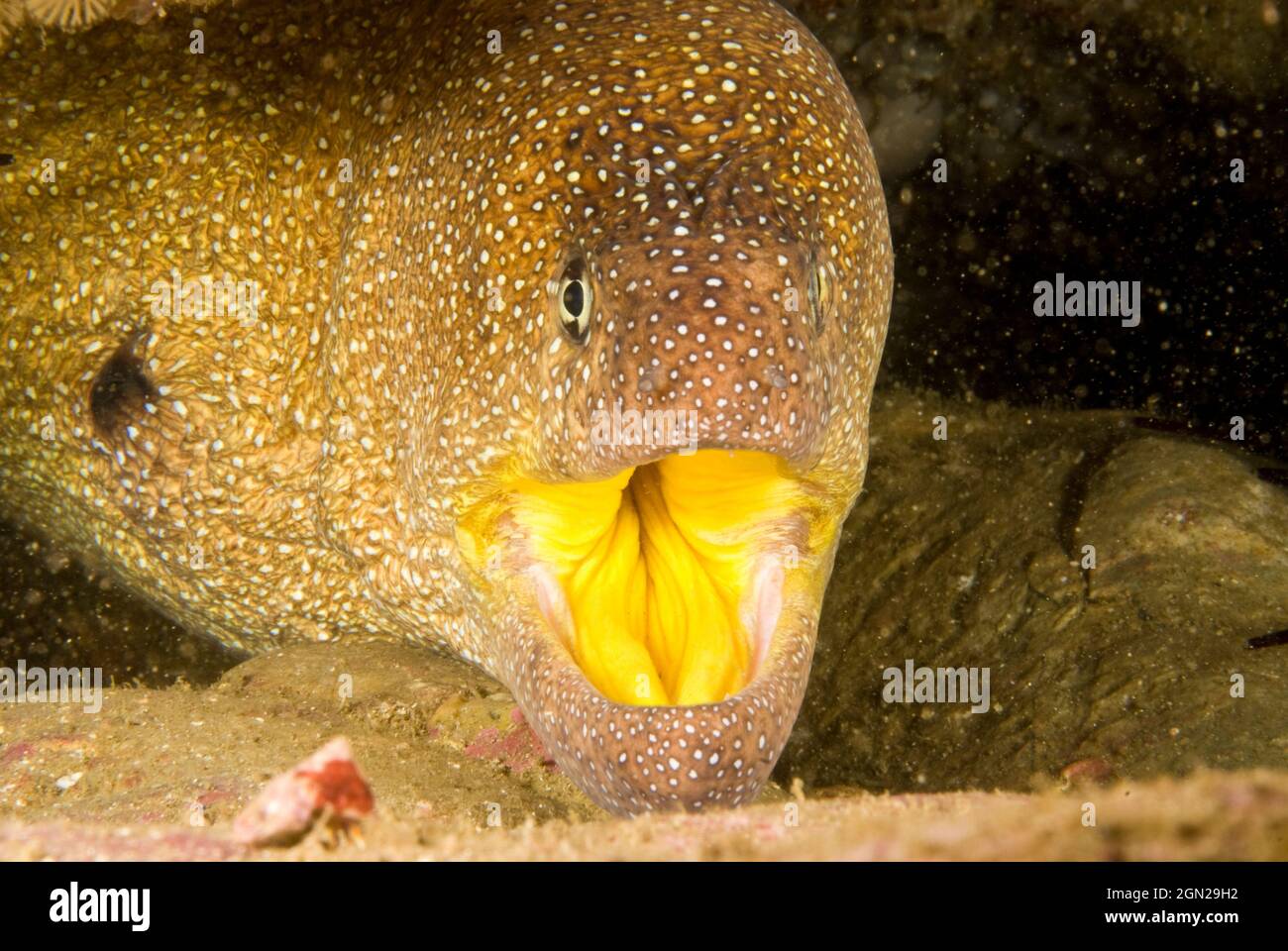 Starry moray (Gymnothorax nudivomer), can grow to 180 cm. Poisonous. North Solitary Island, New South Wales, Australia Stock Photo