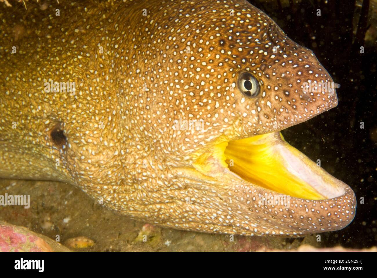 Starry moray (Gymnothorax nudivomer), can grow to 180 cm. North Solitary Island, New South Wales, Australia Stock Photo