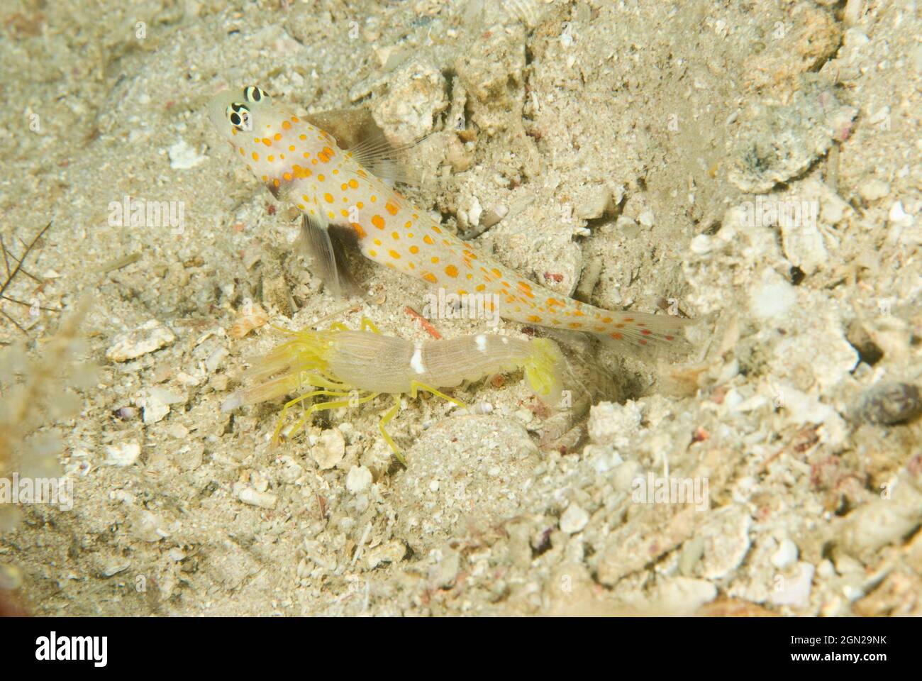 Spotted prawn-goby (Amblyeleotris guttata), Shrimp-gobies share their burrows with Alpheid shrimps. The shrimp builds and maintains the burrow, while Stock Photo