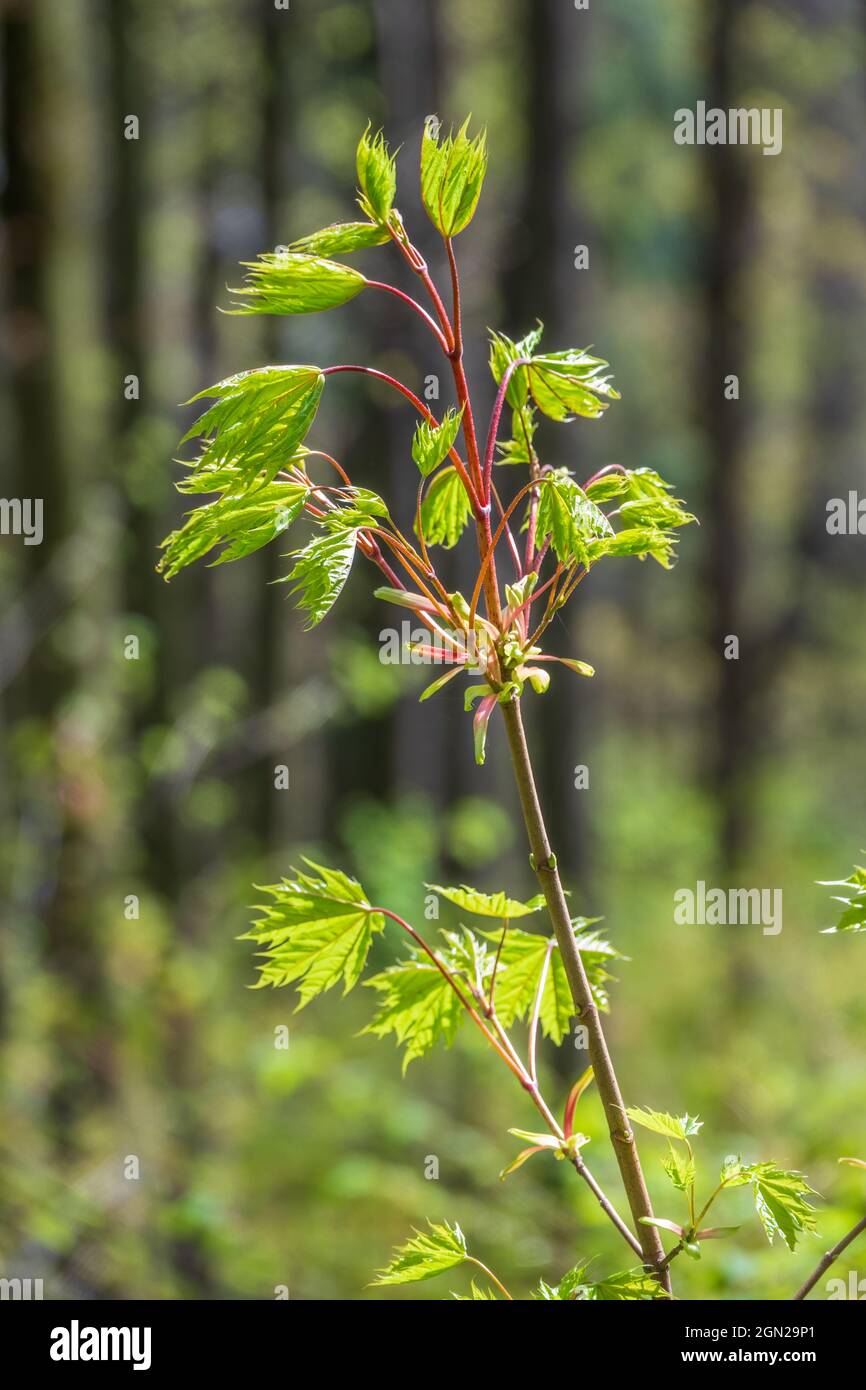 Spring Maple Tree Branch Spring branches of maple tree with fresh green leaves. Spring ...