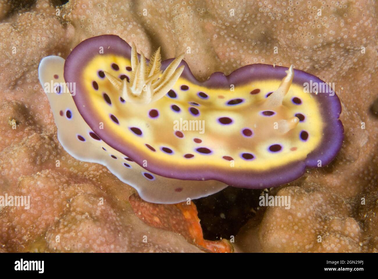 Nudibranch (Goniobranchus kuniei), a sea slug that waves the edge of its mantle, the total edge all at once. Loloata Island Resort, off Port Moresby, Stock Photo