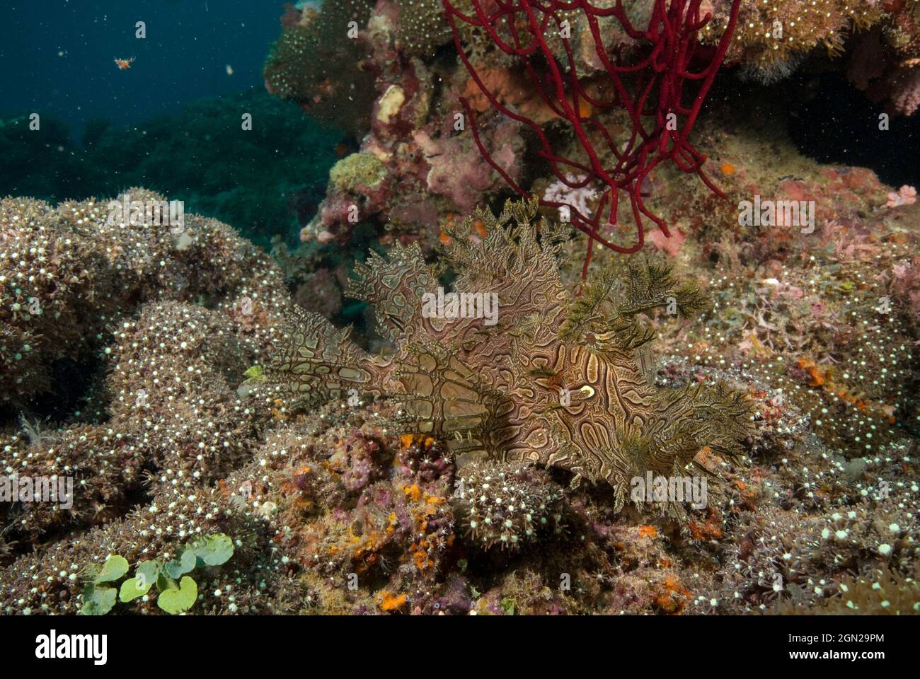 Lacy scorpionfish (Rhinopias aphanes), Sometimes called Weedy