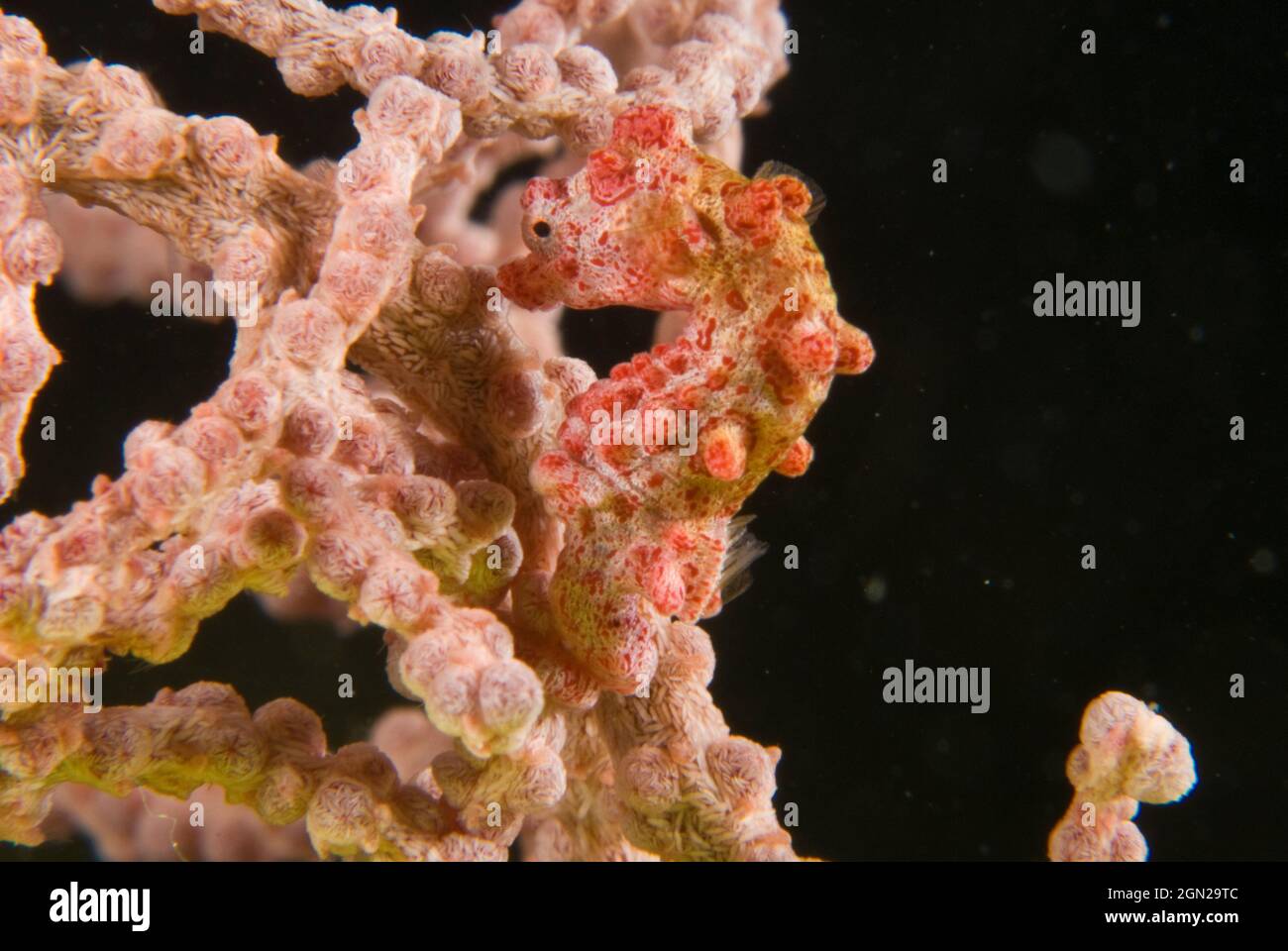 Pygmy seahorse (Hippocampus bargibanti), very tiny and very camouflaged. Lives amongst the branches of the gorgonian sea fans of the genus Muricella i Stock Photo