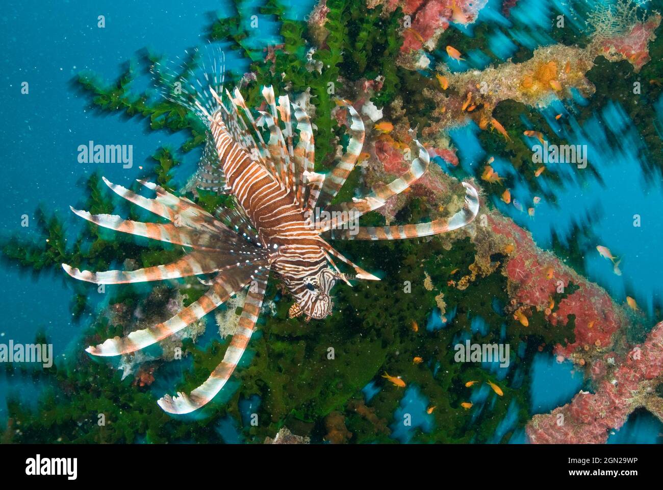 Red lionfish (Pterois volitans), has venomous dorsal spines; its stings produce extreme pain. Widespread throughout the Pacific; normally considered a Stock Photo