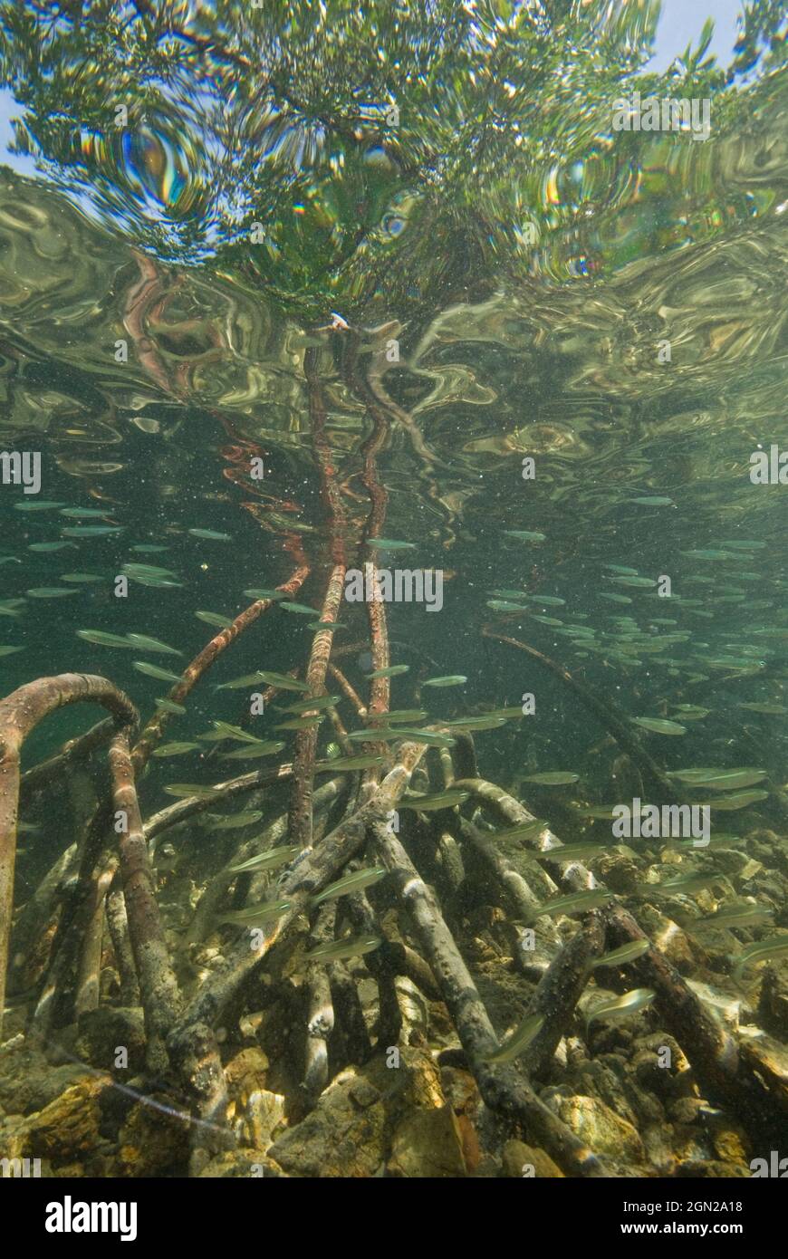 Stilt-rooted mangroves (Rhizophora stylosa), The name mangrove applies to particular tree species or whole communities of plants which inhabit tidal s Stock Photo