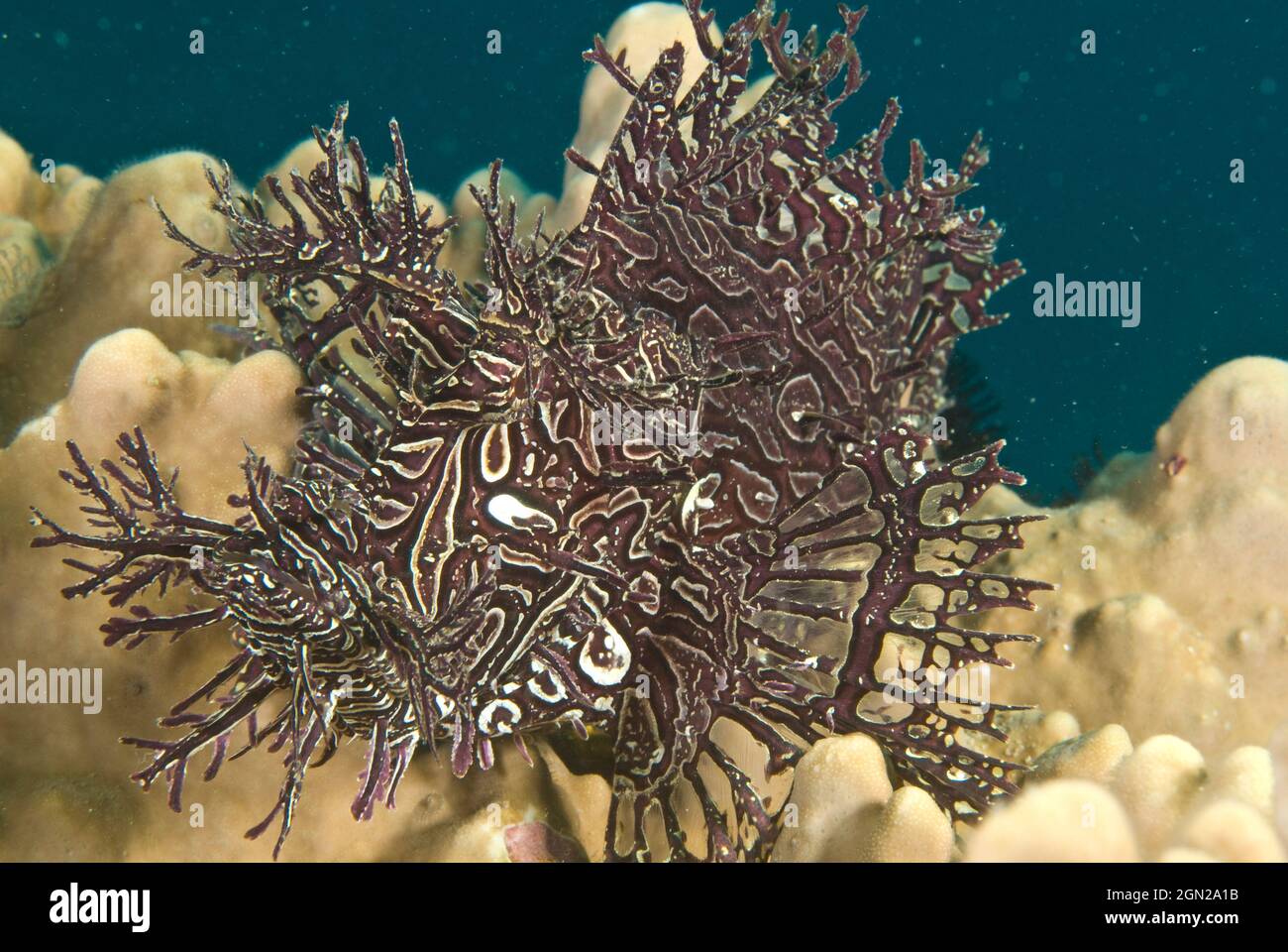 Lacy scorpionfish (Rhinopias aphanes), Sometimes called Weedy