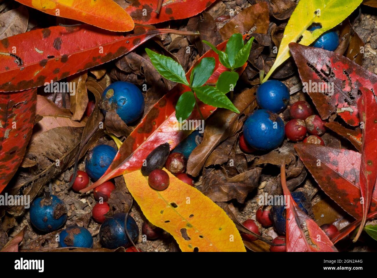 Blue quandong (Elaeocarpus grandis), leaves and fruit, with red seeds of Bangalow palms, in subtropical lowland rainforest. The quandong seeds were ea Stock Photo