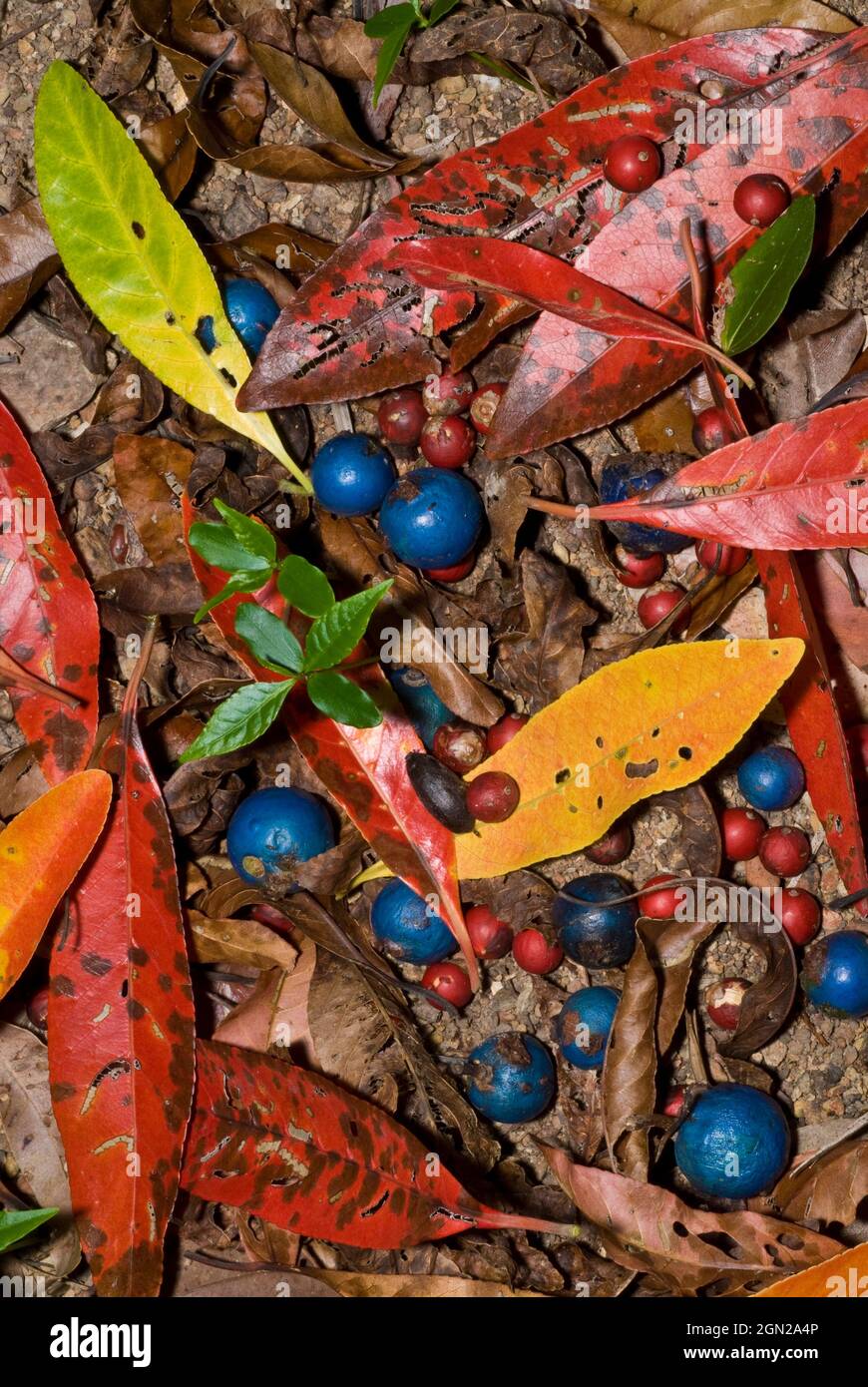 Blue quandong (Elaeocarpus grandis), leaves and fruit, with red seeds of Bangalow palms, in subtropical lowland rainforest. The quandong seeds were ea Stock Photo