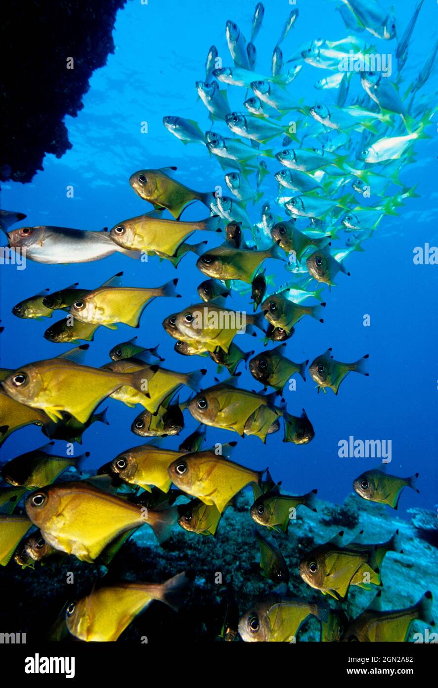 Eastern pomfreds (Schuettea scalaripinnis), and Black-tipped bullseyes (Pempheris affinis) hovering close to the entrance of a deep ledge at Elbow Cav Stock Photo