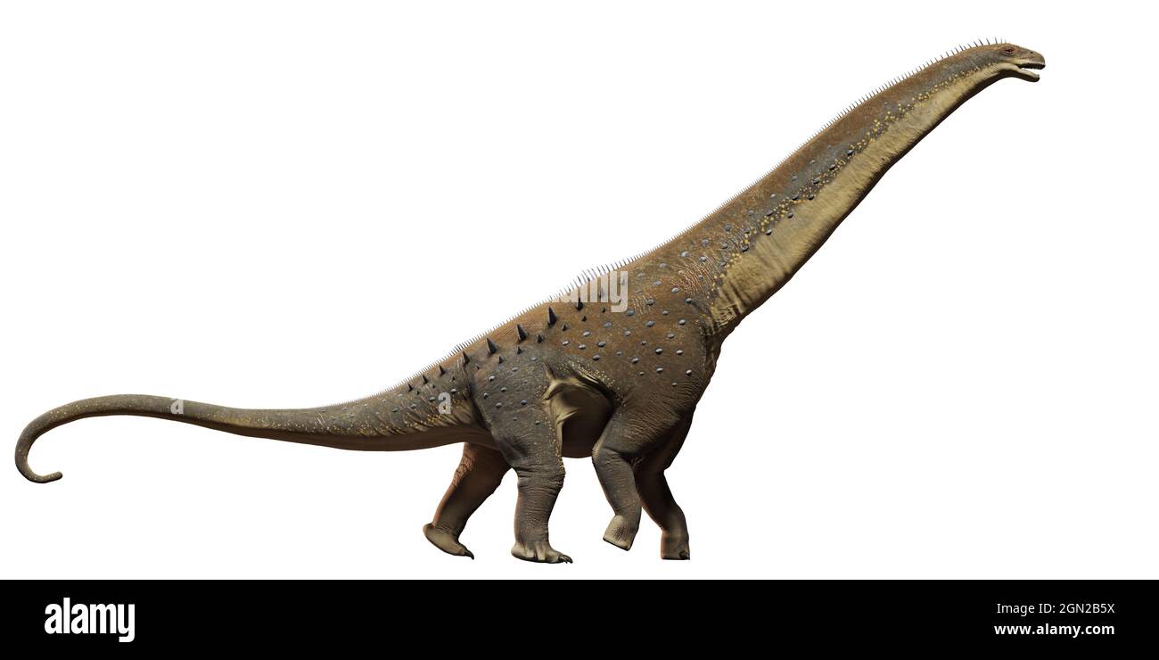 Titanosaurus, dinosaur from the Late Cretaceous period isolated on white background, 3d science render Stock Photo