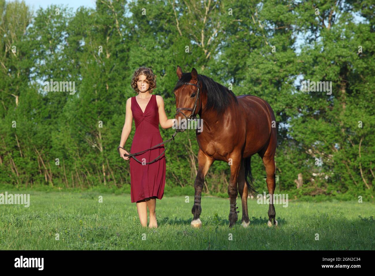 Outdoor portrait of young beautiful woman in the red dress with leading dressage horse. Stock Photo