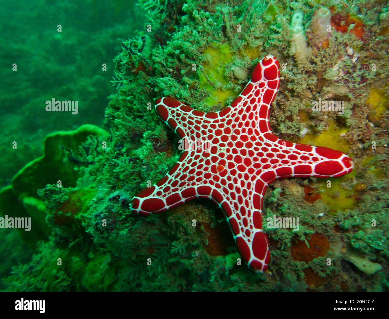 Red biscuit star (Pentagonaster duebeni), stands out brightly against the reef lit by ambient light. Pig Island near Coffs Harbour, New South Wales, A Stock Photo