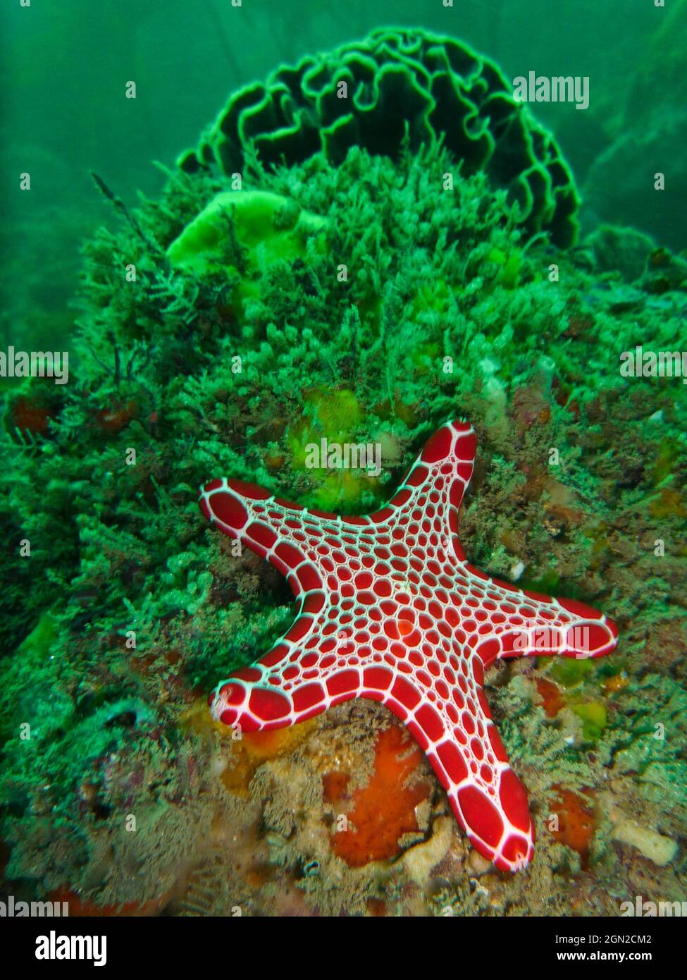 Red biscuit star (Pentagonaster duebeni), stands out brightly against the reef lit by ambient light. Pig Island near Coffs Harbour, New South Wales, A Stock Photo
