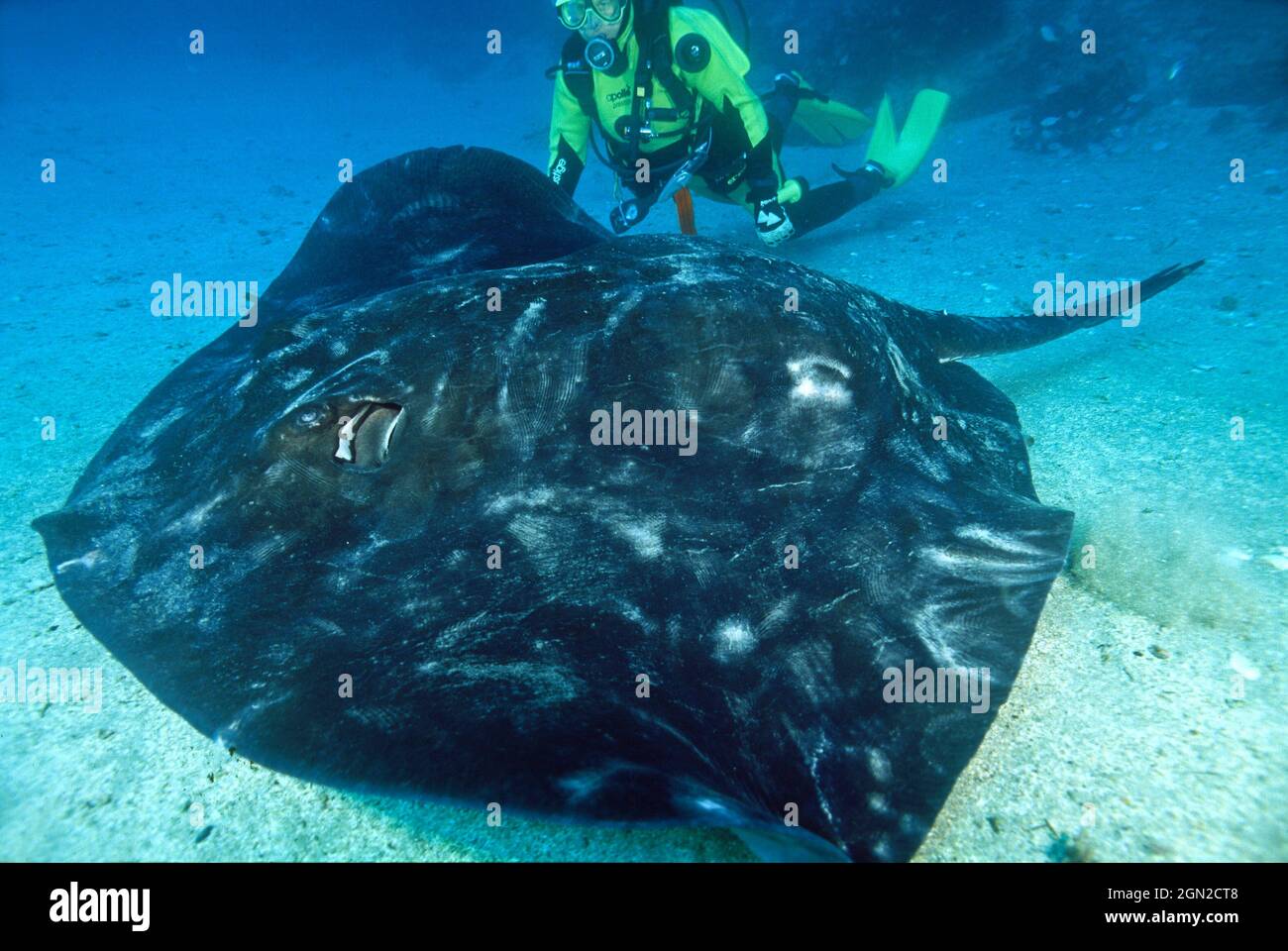 Short-tail stingray (Dasyatis brevicaudata), and scuba diver. The largest of all stingrays; may weigh more than 350 kgs. Stock Photo