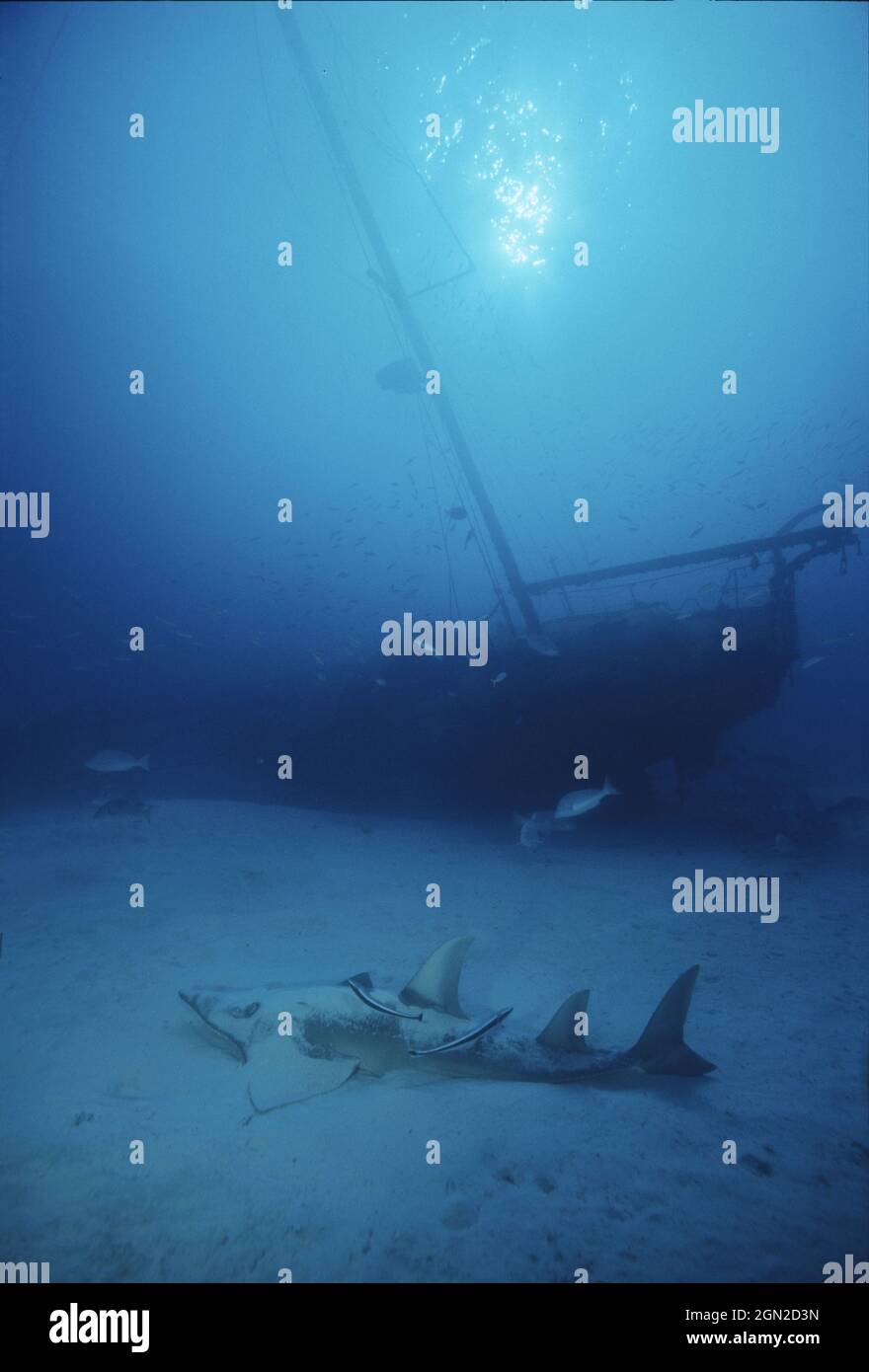 Giant shovelnose ray (Glaucostegus typus), resembles a ray in the head and a shark in the body, illustrating the close connection between rays and sha Stock Photo