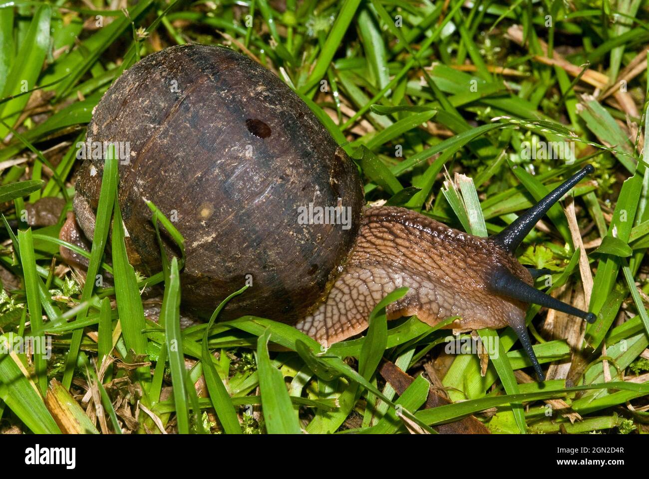 Giant panda snail (Hedleyella falconeri), This caryodid snail is Australia’s largest native land snail, with shell growth of up to 9 or 10 cm. Stock Photo