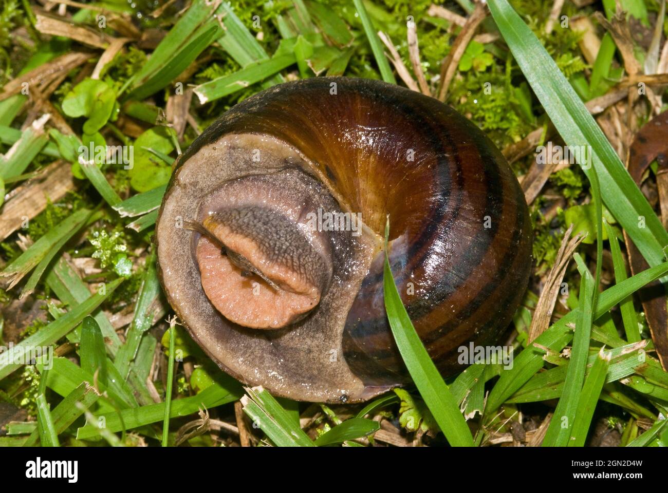 Giant panda snail (Hedleyella falconeri), This caryodid snail is Australia’s largest native land snail, with a shell growth of up to 9 or 10 cm. Stock Photo