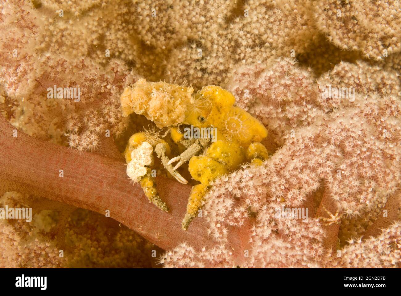 Sponge decorator crab (Hyastenus elatus), an extremely well camouflaged crab, member of the spider crab family, common in Sydney Harbour. Has a pear-s Stock Photo